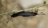 Zygaena trifolii