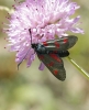 Zygaena trifolii