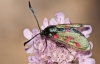 Zygaena trifolii