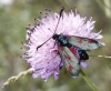 Zygaena trifolii