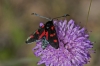 Zygaena trifolii