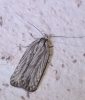 Agonopterix umbellana (Fabricius 1794)
