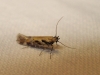 Aristotelia sp.