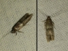 Blastobasis phycidella ?