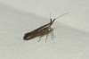 Coleophora ?