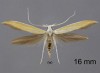 Coleophora flaviella