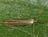 Coleophora hieronella