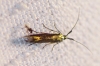 Coleophora sp.