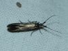 Coleophora sp.