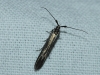 Coleophora sp.