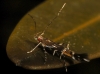 Cosmopterix pulchrimella Chambers 1875