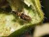 Cosmopterix pulchrimella Chambers 1875