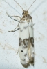 Enolmis acanthella