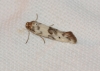 Enolmis sp.