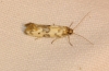 Enolmis sp.