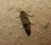Enolmis acanthella ?