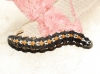Ethmia ? 1d3 Ethmia ? 1d3