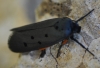 Ethmia aurifluella (Hbner, 1810)