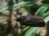 Ethmia aurifluella ? Ethmia aurifluella ?