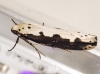 Ethmia bipunctella (Fabricius, 1775)