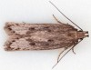 Neofaculta ericetella