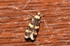 Oegoconia sp.