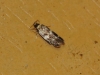 Oegoconia sp.