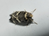 Oegoconia sp.