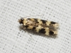 Oegoconia sp.