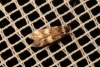 Oegoconia sp.