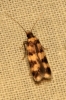 Oegoconia sp.