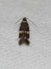 Oegoconia sp.