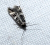 Oegoconia sp.