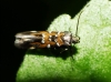 Pancalia cf. leuwenhoekella (Linnaeus 1761)