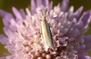 Pleurota (Pleurota) aristella (Linnaeus 1767)