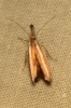 Pleurota (Pleurota) aristella (Linnaeus 1767)