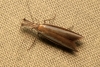 Pleurota (Pleurota) aristella (Linnaeus 1767)