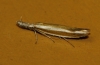 Pleurota (Pleurota) aristella (Linnaeus 1767)