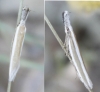 Pleurota (Pleurota) aristella (Linnaeus 1767)