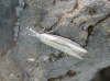 Pleurota (Pleurota) aristella (Linnaeus 1767)