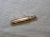 Pleurota (Pleurota) aristella (Linnaeus 1767)