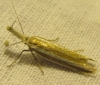 Pleurota (Pleurota) aristella (Linnaeus 1767)