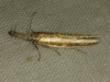 Pleurota (Pleurota) aristella (Linnaeus 1767)