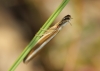 Pleurota (Pleurota) aristella (Linnaeus 1767)