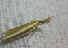 Pleurota (Pleurota) aristella (Linnaeus 1767)