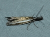 Pleurota (Pleurota) aristella (Linnaeus 1767)