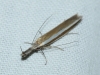 Pleurota (Pleurota) aristella (Linnaeus 1767)