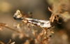 Pleurota (Pleurota) cf. aristella (Linnaeus 1767)