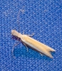 Pleurota (Pleurota) cf. aristella (Linnaeus 1767)