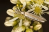Pleurota (Pleurota) cf. aristella (Linnaeus 1767)